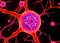 Ion Channels Within Cells Actively Remodel the Cytoskeleton — Biology