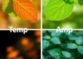 Leaf Temperature vs. Ambient Air: Key Differences Explored — Biology