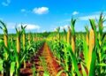 Legume Intercropping Boosts Congo Maize Yields Emission-Neutral — Agriculture