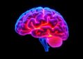 Lifespan Brain Development in Congenital Heart Disease — Technology and Engineering