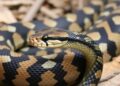 Live Rattlesnake Cam in Pennsylvania Offers 24/7 Access to Timber Rattlesnake Observation—Third Installment Now Streaming — Biology