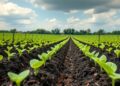 Machine Learning Enhances Precision Use of Biochar for Soil Phosphorus Management in Agriculture — Agriculture