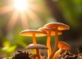 McGill Study Reveals Moderate UV Light Optimizes Vitamin D Levels in Edible Mushrooms — Technology and Engineering