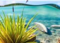 More Than Just Rising Temperatures: How Marine Heatwaves Trigger Toxic Interactions Between Seagrasses and Microbes — Biology