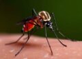 Mosquitoes Can Learn to Associate DEET Repellent with a Meal, Threatening Its Effectiveness — Agriculture