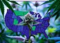 National Survey Reveals Cannabis Microdosing Surpasses Psychedelic Use Among US Adults — Medicine