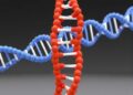 New Model Reveals DNA Packaging Dynamics During Replication — Chemistry