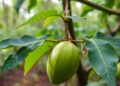 New Research Develops Strategy to Shield Amazonian Cocoa from Witches’ Broom Disease — Agriculture