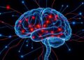 New Study Reveals Exact Method to Rewire Brain Circuits and Enhance Stress Resilience — Technology and Engineering