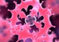 New Study Uncovers How Bacteria Seize a Rare Sugar Molecule — Biology