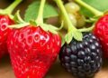 New Study Uncovers How Fungal Parasites Attack Strawberries and Raspberries — Agriculture