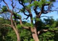 New Study from The Morton Arboretum Reveals Why Mexico and Central America’s Mountain Forests Are Oak Tree Hotspots — Biology