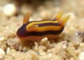 New Tiny Sesame Sea Slug Species Discovered in Northern Taiwan Waters — Biology