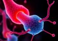New Vesicle Discovery Connects Sperm Development to Gastric Cancer — Biology