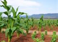 Nutritional Diversity in Southwestern Ethiopia Cassava Genotypes — Technology and Engineering
