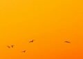Obscured in a Vibrant Orange Haze: Breaking News in Science — Biology