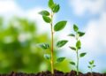Plants Consistently Choose Growth-Enhancing Microbes Across Different Soil Types — Agriculture