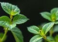 Plants Demonstrate Exceptional Resilience to Protein Translation Errors — Biology
