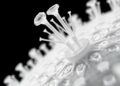 Polymer ‘Bristles’ Offer New Way to Repel Proteins and Germs on Medical Surfaces — Technology and Engineering