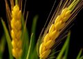 Precise Mapping of Male Sterility Gene Uncovers Impaired Pollen Starch Accumulation in Barley — Agriculture