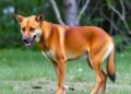 Predominantly Dingoes Make Up Most of Australia’s ‘Wild Dog’ Population — Biology