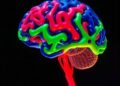 Prefrontal-VTA Circuits Influence Contingency Degradation — Medicine