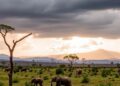 Protecting Africa’s Biodiversity: Why Working Landscapes Matter Beyond Just Fenced Reserves — Biology