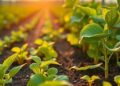 Reducing Fertilizer Use Through Strategic Scientific Partnerships — Biology