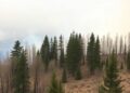 Review Highlights Overlooked Health Risks of Wildfire Smoke — Chemistry