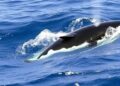 Rising Sightings of Blue and Fin Whales in the South East Atlantic — Biology