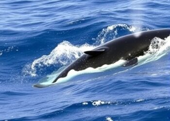 Rising Sightings of Blue and Fin Whales in the South East Atlantic — Biology
