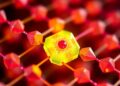 SKKU Research Team Uncovers Chemical Pathway to Advance Next-Generation Infrared III–V Nanocrystals — Chemistry