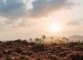 Saving Chocolate and Restoring Rainforests: How Rock Dust Enhances Soil Nutrition and Empowers Farmers — Agriculture