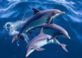 Scientists Can Now Monitor America’s Dolphin Populations Using DNA Floating in Seawater — Biology