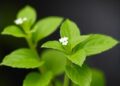 Scientists Discover the Genetic Key Behind Stevia’s Sweetness — Technology and Engineering