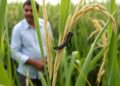 Scientists Observe Rice Plants Capturing and Eliminating Fall Armyworm Caterpillars — Biology
