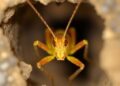 Scientists Uncover New Cave Cricket Species in Kastellorizo, Greece—Nicknamed the “Balrog” of the Tunnels — Biology