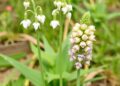 Seed Traits Key to Rare vs. Common Astragalus — Technology and Engineering