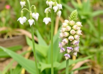 Seed Traits Key to Rare vs. Common Astragalus — Technology and Engineering