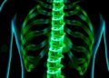 Senolytic Drug Combo Slows Early Intervertebral Disc Degeneration in Mice — Biology