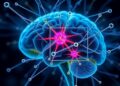 Small Cell, Huge Impact: The Key Player in Brain Development — Biology