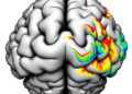 Sparse-to-Dense Coding in Hippocampal CA3-CA1 — Medicine
