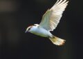 Study Reveals Most Birds Have Yet to Evolve Optimal Wing Shapes for Flight — Biology