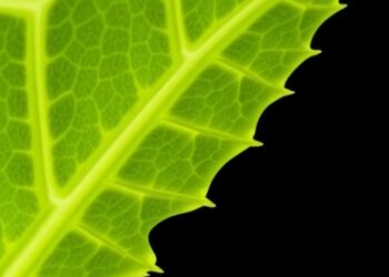 Subtilase Maturation Key to Stomatal Patterning — Biology