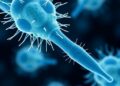 Temperate Phages Boost Bacteria Through Flagellar Remodeling — Biology