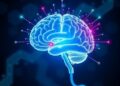 Timing is Everything: Unlocking the Secret to Brain Development — Biology