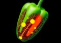 Transcription Factors Shape Metabolite Zones in Capsicum — Biology