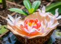 Transforming Camellia Shell Waste into a Dual Nutrient Trap for Effective Wastewater Treatment — Agriculture