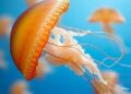 Transforming Jellyfish Bycatch into a Valuable Collagen Source for Cosmetics and Biotechnology — Biology