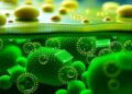 Transforming Microalgae Waste into High-Performance Membranes for Enhanced Municipal Wastewater Treatment — Chemistry